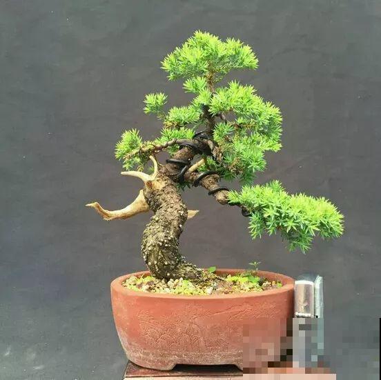 这花巴掌大，盆越小越挤，长得越旺盛！