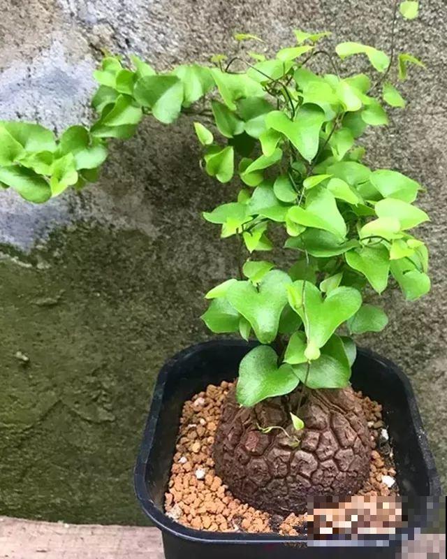 这花长得像个乌龟壳，没想到三个月爬满阳台，差点给扔了！