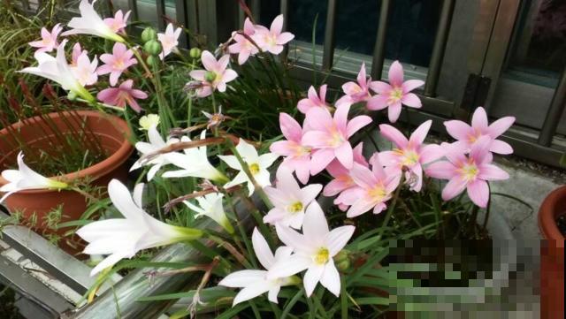 这几种花就爱淋雨，一下雨赶紧扔外边，一盆盆比大白菜长得还快！