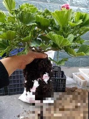 夏天养花黄叶子？赶紧剪一下，10天叶片绿的直滴油！
