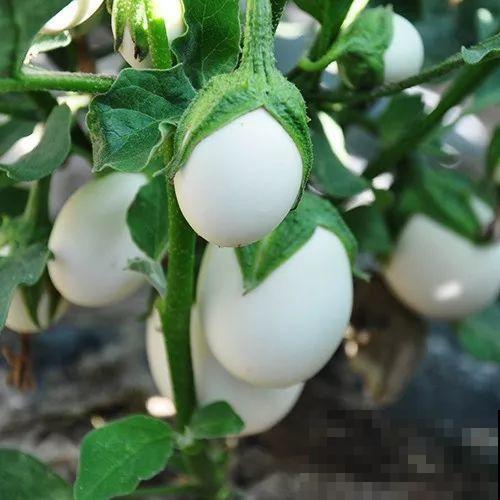 最奇葩的4种瓜，一边砍一边长，满树结出大鸡蛋！