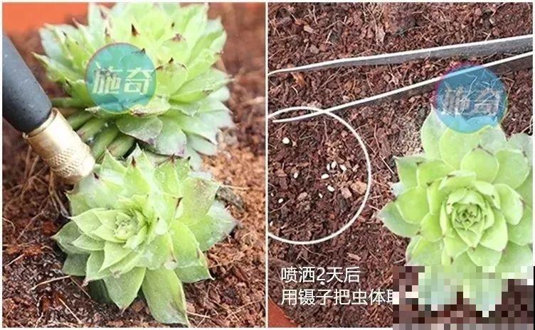 多肉养护大总结，这7点学会了，啥肉都能养得活！