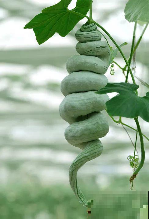 最奇葩的4种瓜，一边砍一边长，满树结出大鸡蛋！