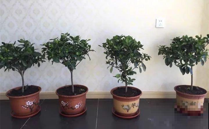 这8种花，拿棍子一绑凹个造型，身价嗖嗖往上翻！