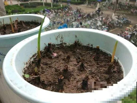 这货太皮实，暴晒淋雨后狂开花，能一直开到10月份！