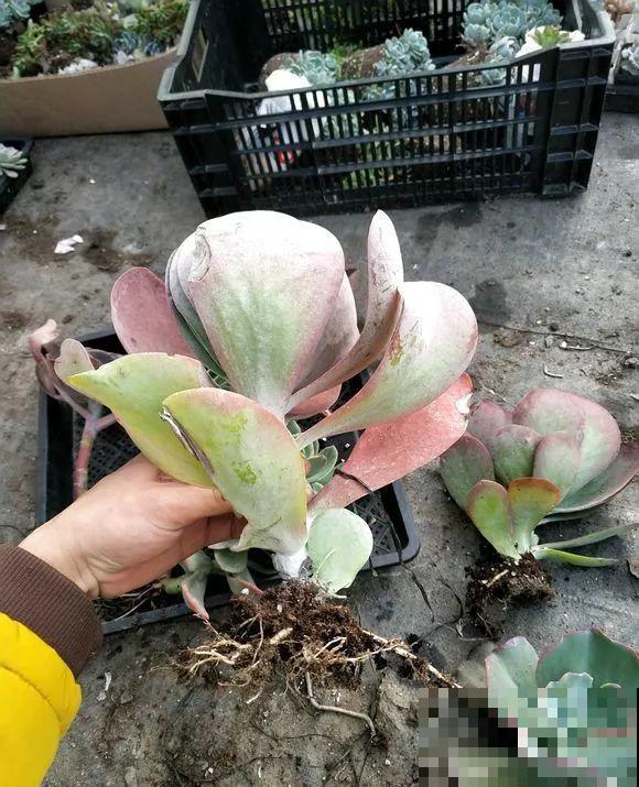 这么贵的花，路边扔了一大堆，丢人也要捡！