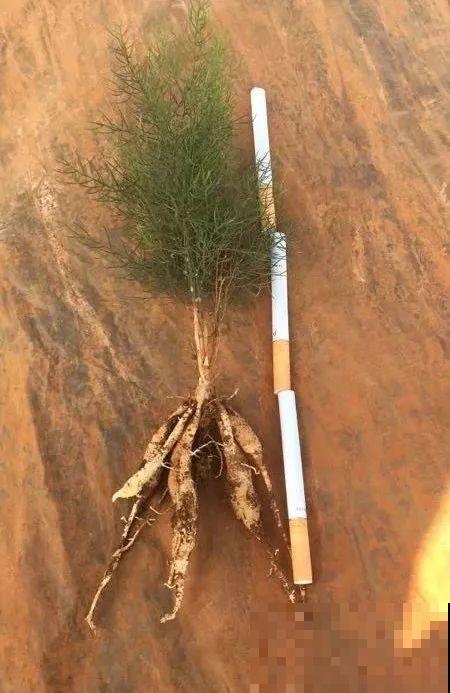 这5种花，剪根枝条就能长，半年收获一盆小豆豆！