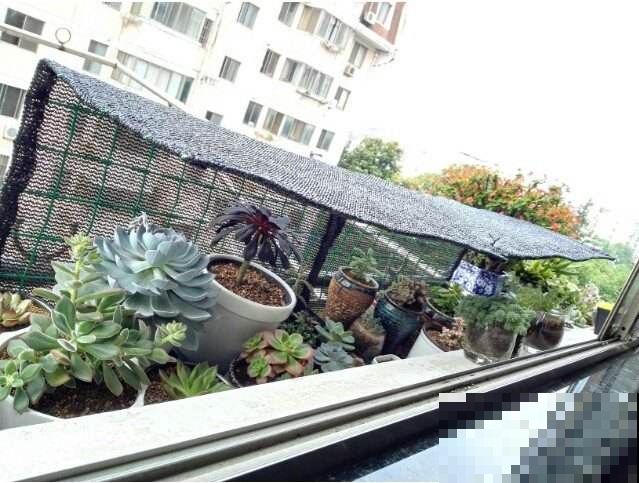 即将度夏成功？别让花毁在秋老虎手里，不然有你后悔的！