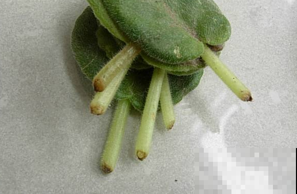 开败的大岩桐，教你叶插，明年开花刚好连起来！