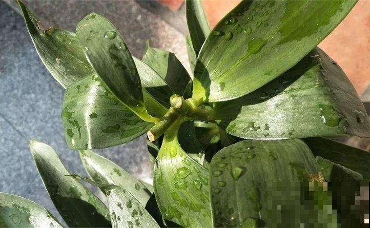 3种花开败了别等，赶紧剪一刀，下个月还能接着开！