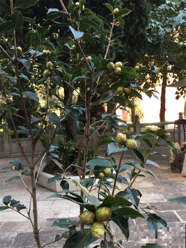 茶花8月冒花苞，赶紧剪一半，不然一年没花赏！
