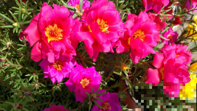 这花从小看到大，每年夏天都在开，阳台花园怎能少了它！