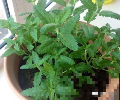 这花一年能开7个月，三伏天也挡不住爆盆，美翻了！