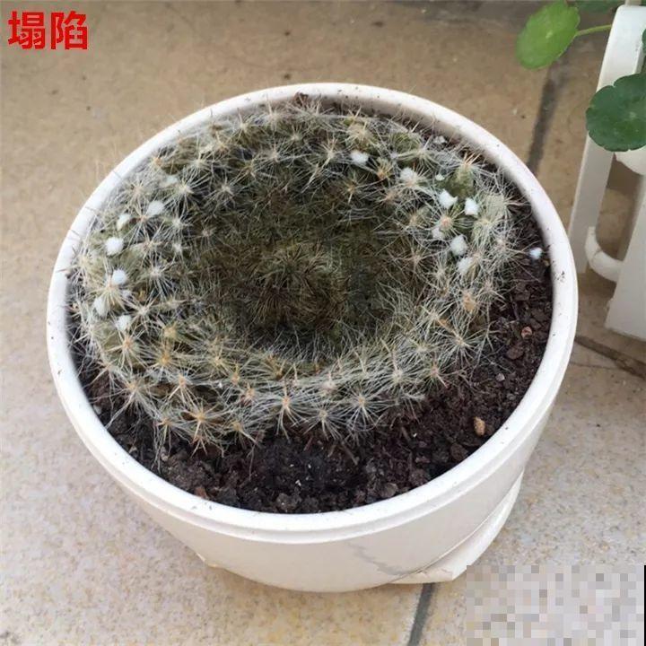 这6种花都有一个不能淋雨的习惯，长斑不说，整株都会烂掉！