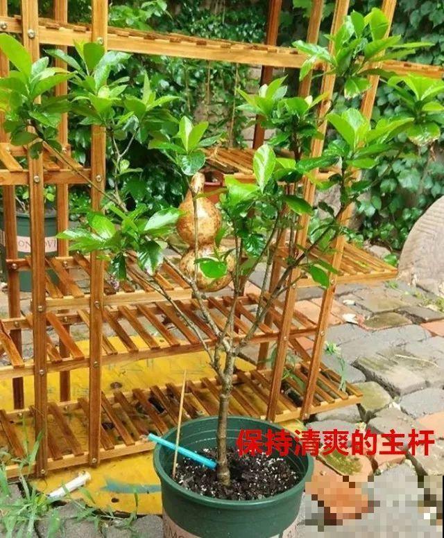 8月养花，头等大事就是修剪，剪的及时，明年坐等爆花！