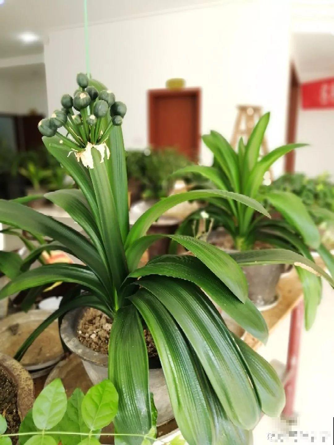 这3种花越是虐待越是长得好，新手也能养！
