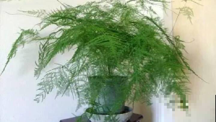 处暑过后，文竹将迎来生长期，赶紧补点肥窜新枝！