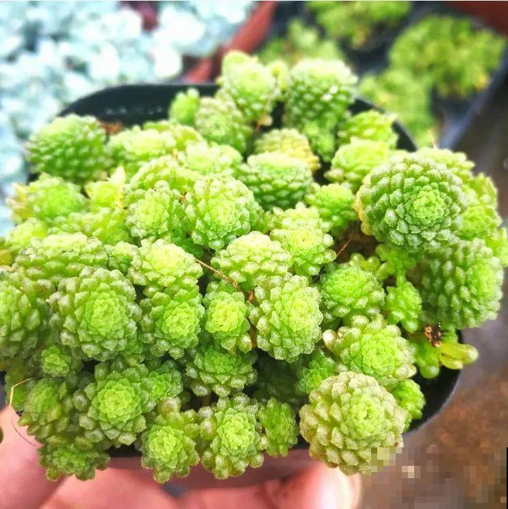 这5种多肉最难养，夏天还没过完就挂，新手慎入！