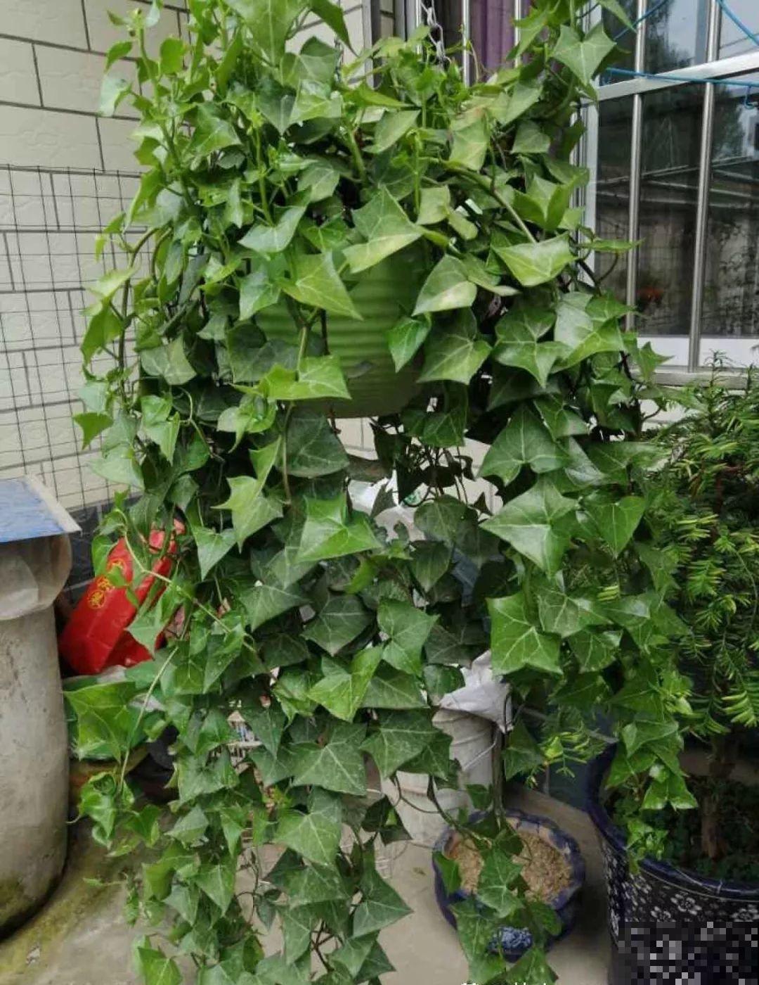 家里客厅摆上两盆花，净化空气还增湿，太赚了！