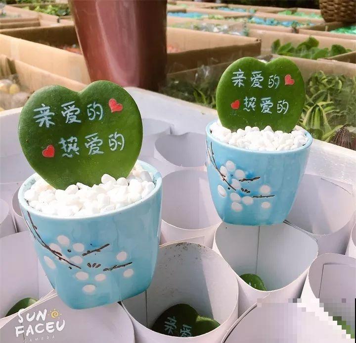 这种多肉，天生会说“我爱你”，拿来表白，没有女生会不心动！