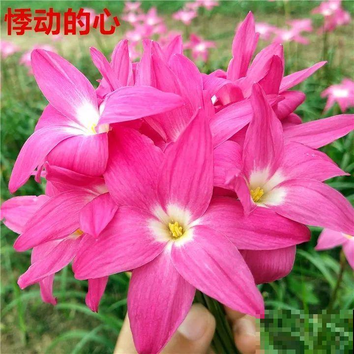 死不了的花，5年生了10麻袋，大铲车挖了一天！