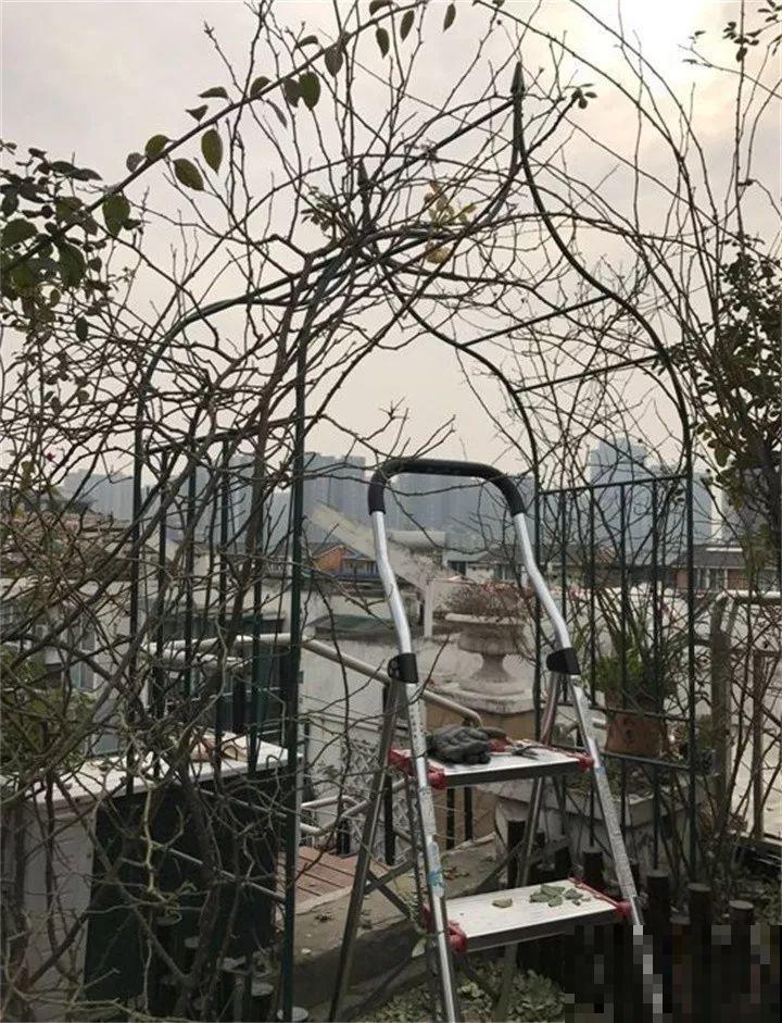 这8种花，拿棍子一绑凹个造型，身价嗖嗖往上翻！