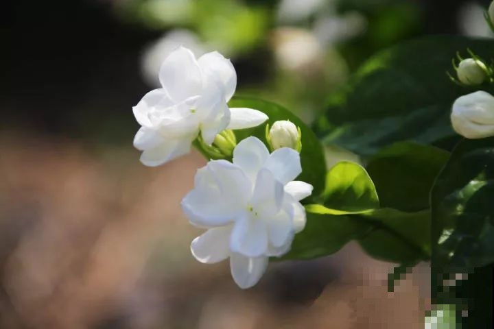 这6种花，养在家里不仅颜值高，一开花满屋飘香！