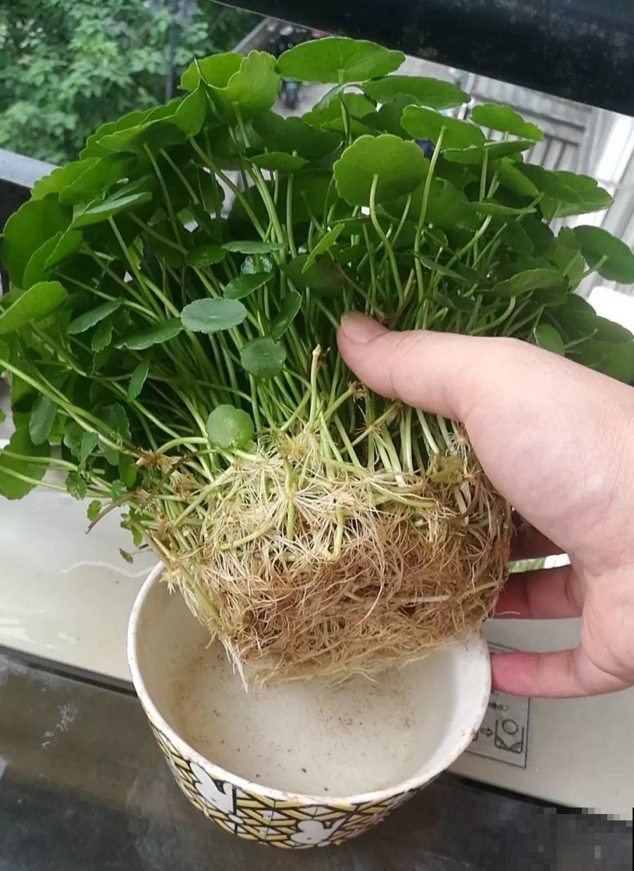 这12种花，夏天直接扔水里，蹭蹭长个开花拦不住！