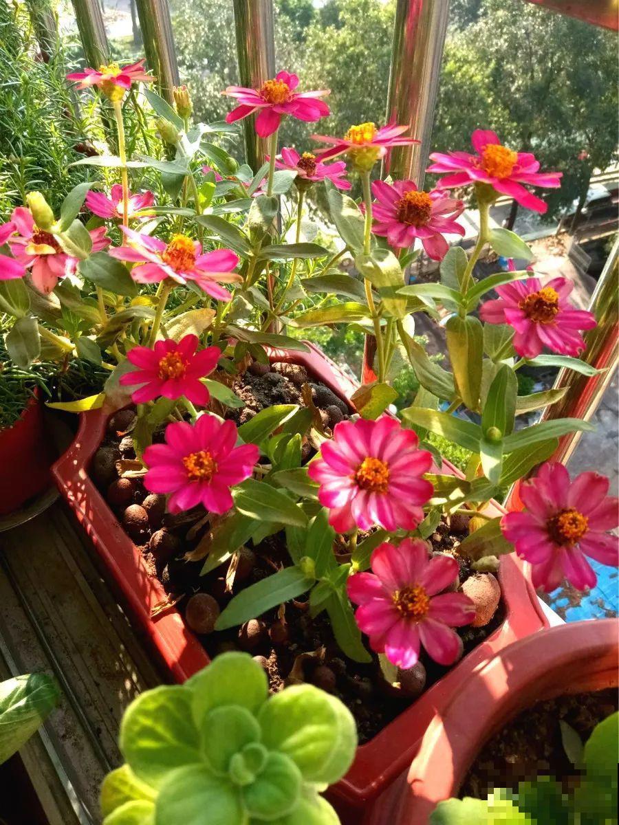 家里这20种花，只管浇水晒太阳，开花多到你嫌烦！