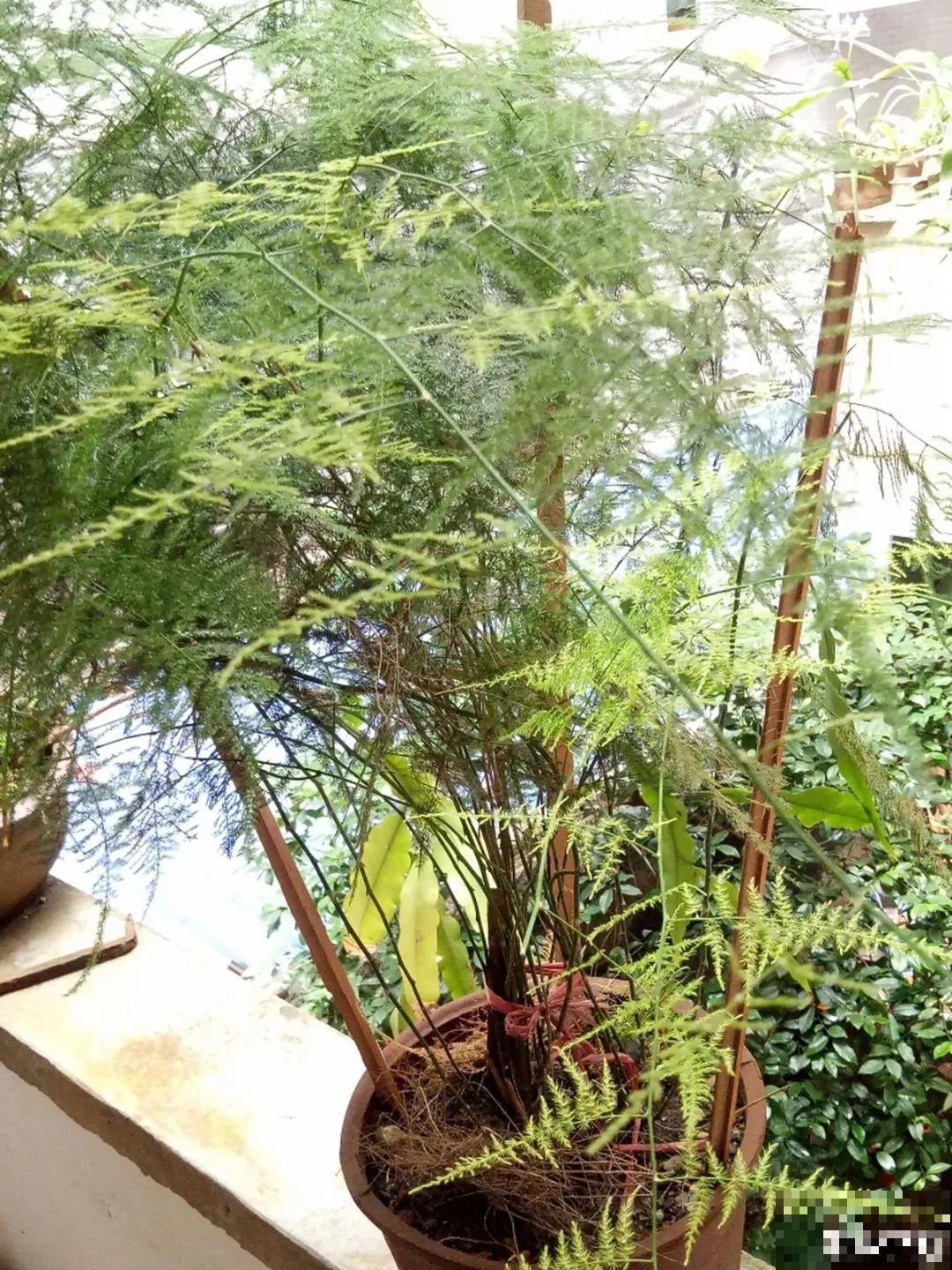 夏天养花总干尖，水里兑上它一喷，一整夏绿油亮！