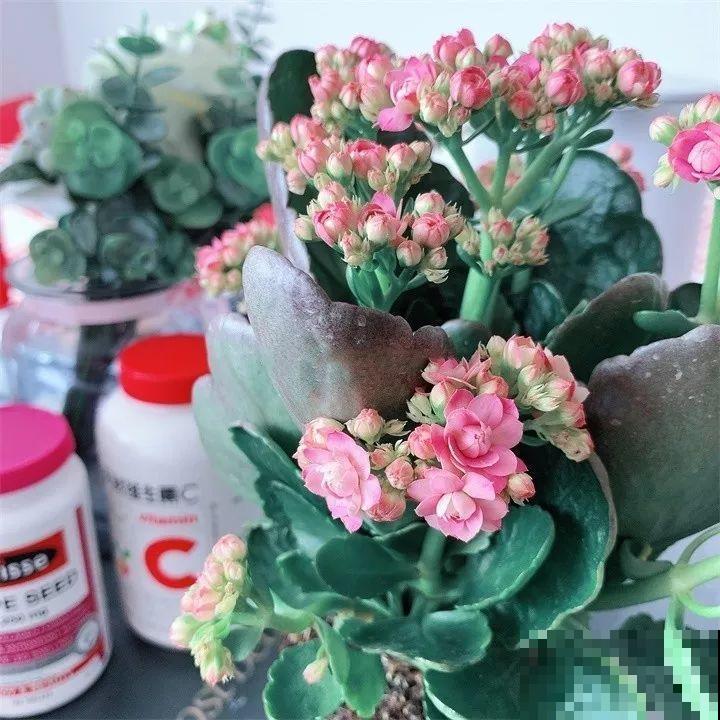 10种花扦插技巧，没事的时候插两盆，多到阳台都放不开！
