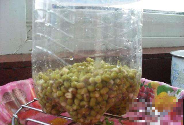 扔了这么多年的塑料瓶，拿来养花一级棒，亏大了！
