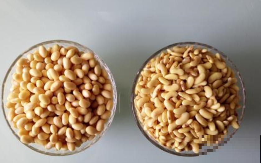 想吃豆芽？雪碧瓶就能做，方便省钱，不用一周就搞定！