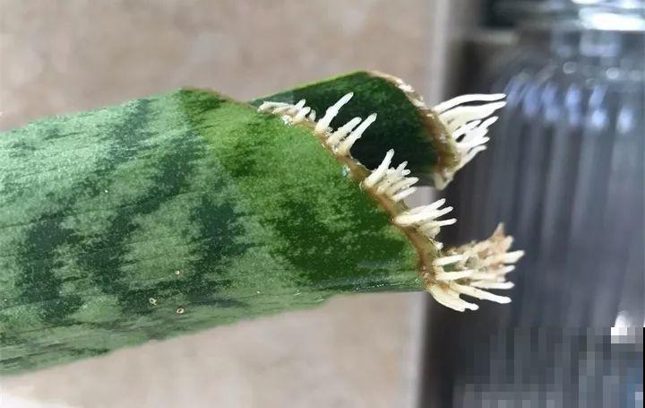 10种花扦插技巧，没事的时候插两盆，多到阳台都放不开！