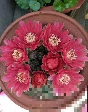 仙人球开花秘籍，适当懒一点，颜色艳丽个头比拳大！