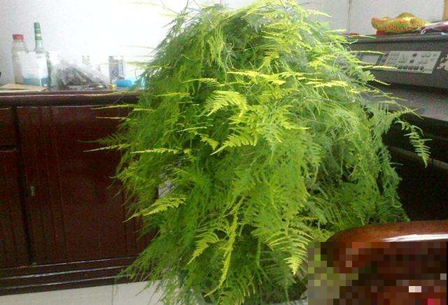 文竹一抖叶子全掉光咋整，立马用这养护方法，分分钟起死回生！