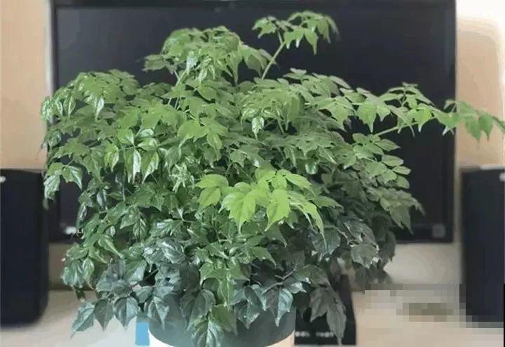 10种以假乱真的花，买花时睁大眼，免得被骗！
