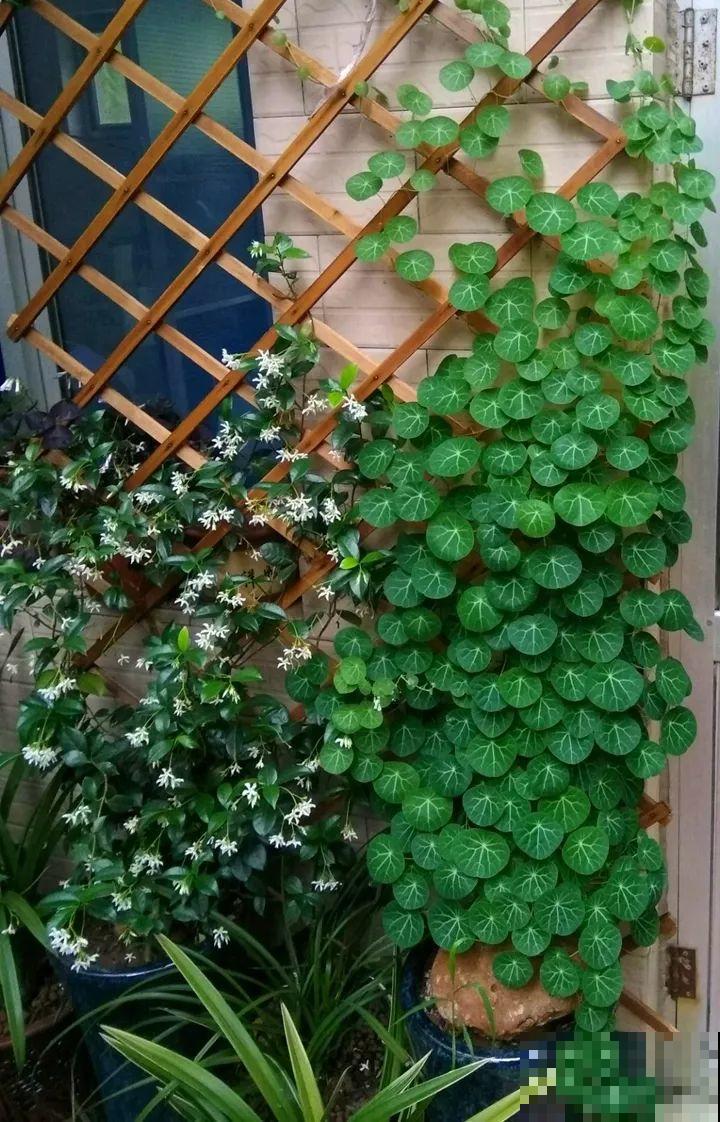 这花长得像个乌龟壳，没想到三个月爬满阳台，差点给扔了！
