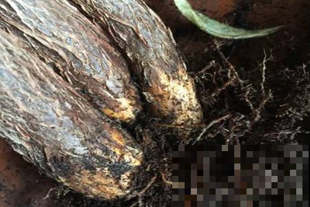 路边捡根烂树干，拖回家这么一弄，叶子比碧玉还油亮青翠！