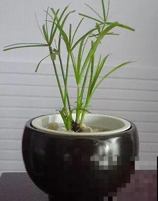 这花就得多喝水，1天1瓢水，轻轻松松养爆盆！
