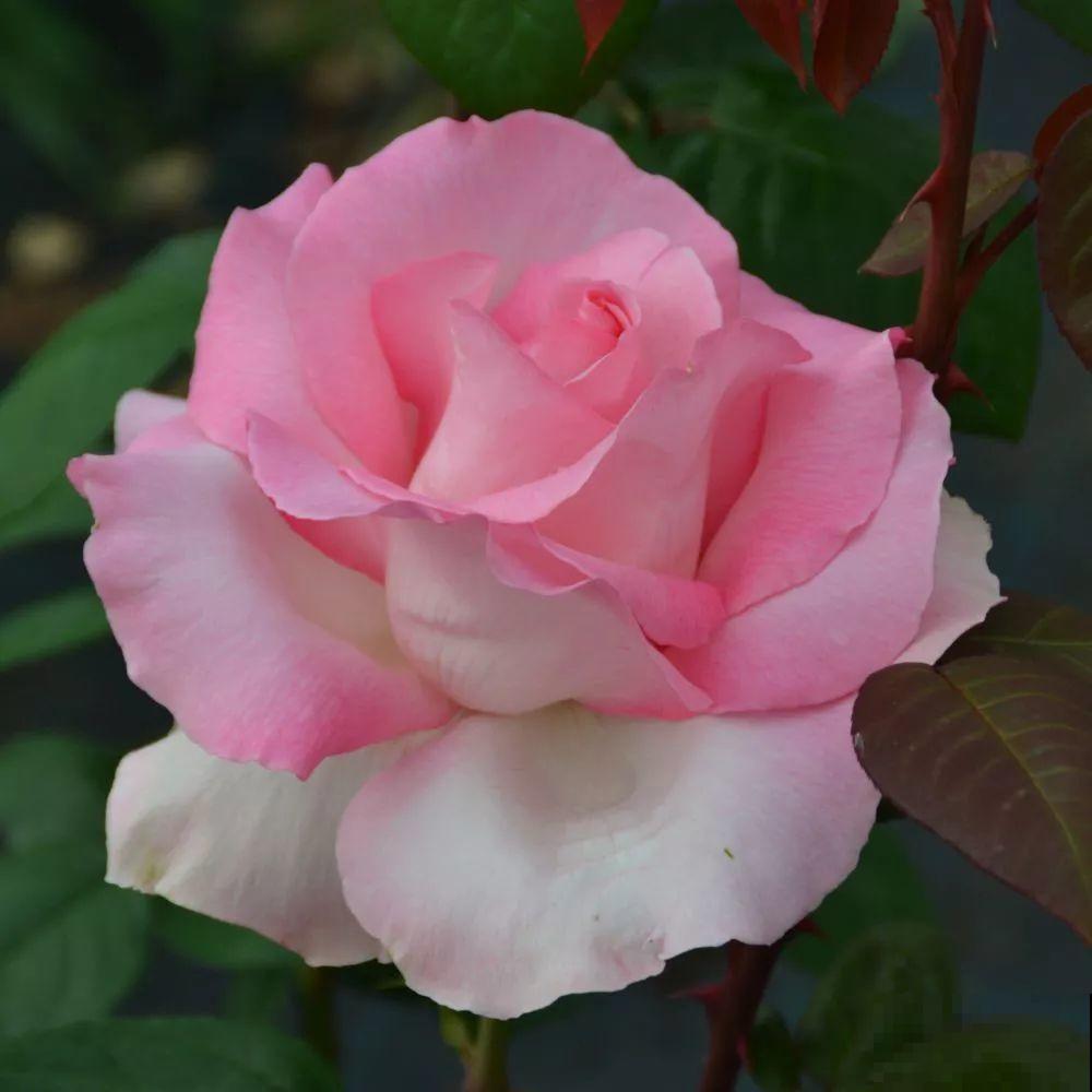 6种大型花，花苞直径20公分，摆家里太大气！