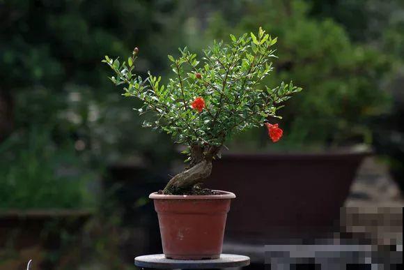 公认难养的花，他花10年时间养成盆景，价值翻倍！