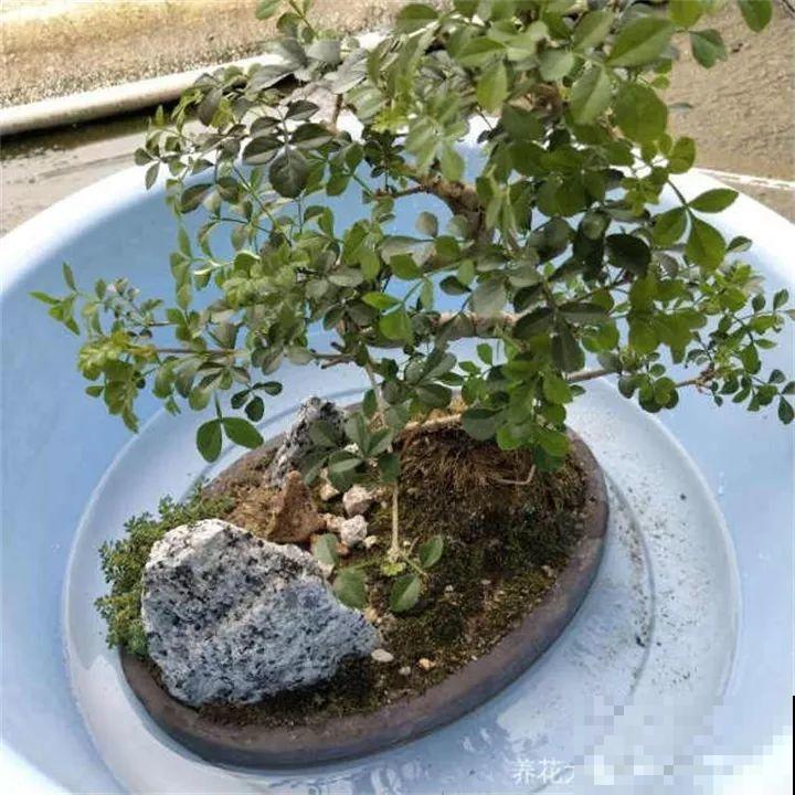 梅雨季节，正是扦插好时候，来年都不用买花了！