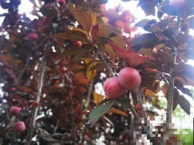 小时候吃的野果子，吃过5种以上的都是农村娃，满满的回忆！