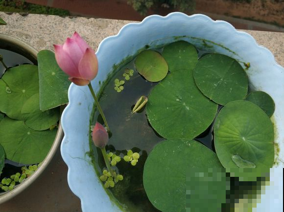 碗莲不开花的原因，看看你中了哪一招，不然就是白花钱！