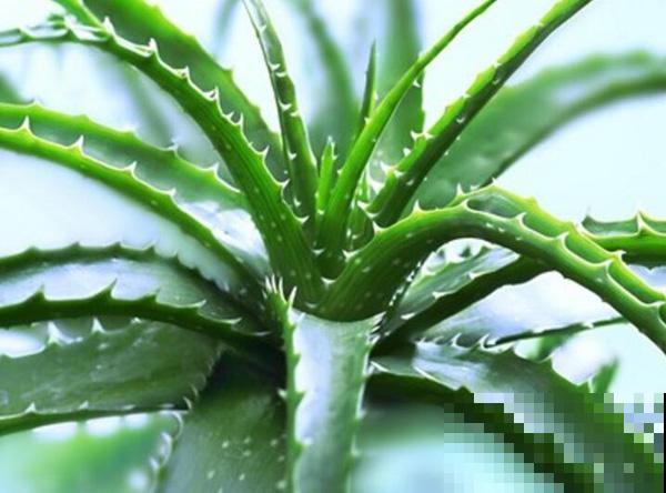 这几种花专挑晚上净化空气，适合养在卧室里，踏实睡一晚上！