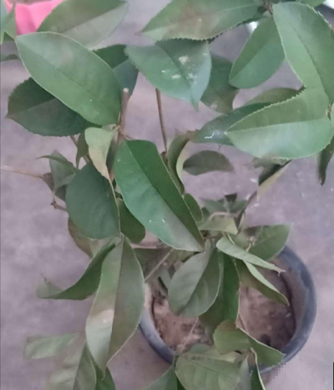 秋天必养的花，堪称活香水，养1盆香味飘10里！