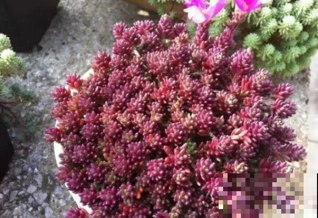 这8种多肉，现在扦插，插啥活啥，1个月就爆盆！