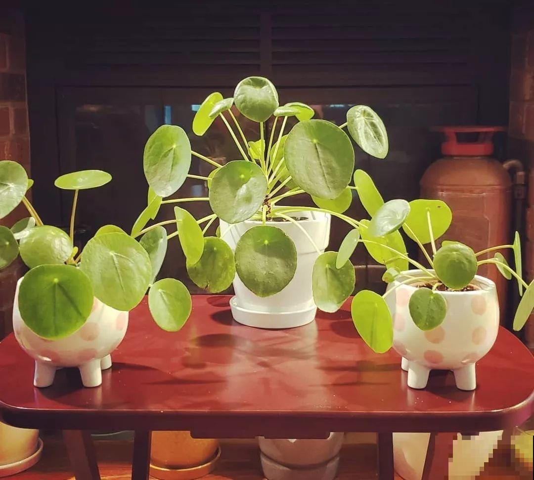 没人要的路边花，国外抢着种，成为今年的流行花！