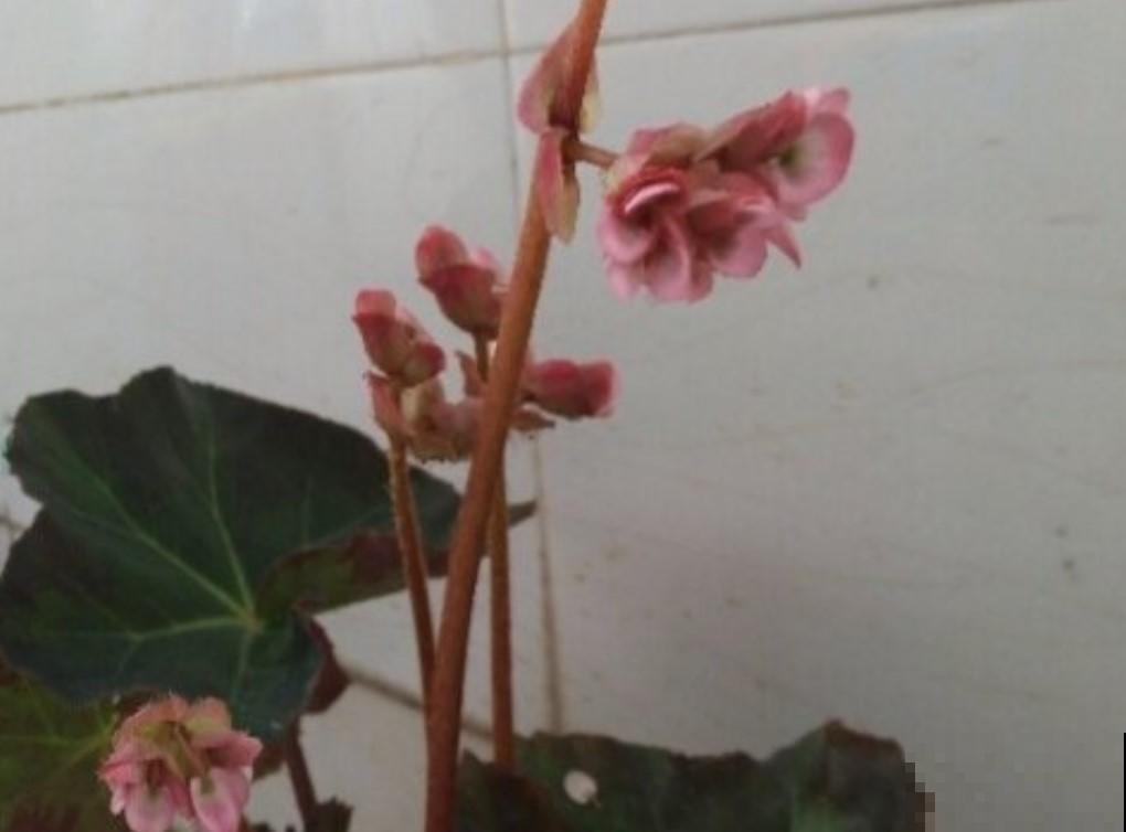 想要中秋节赏花吗？栽种它，比赏月还美呢！